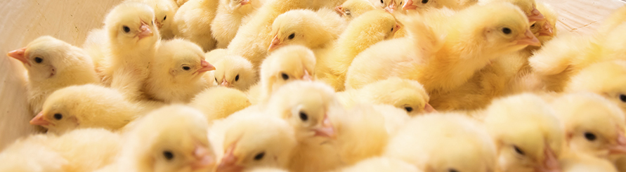 Biyapay-安全支付工具